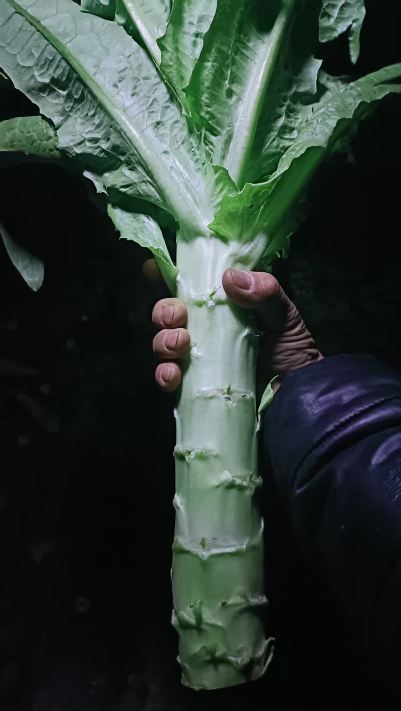 莴苣尖叶莴笋品种齐全，量大从优，保质保量，电联价格可谈