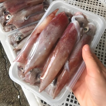 母管鱿鱼，每个小管里面都有膏，一盒4/6个