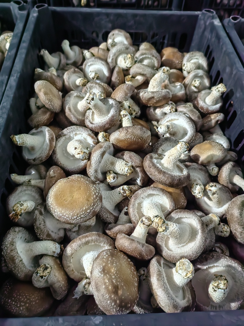 鲜香菇