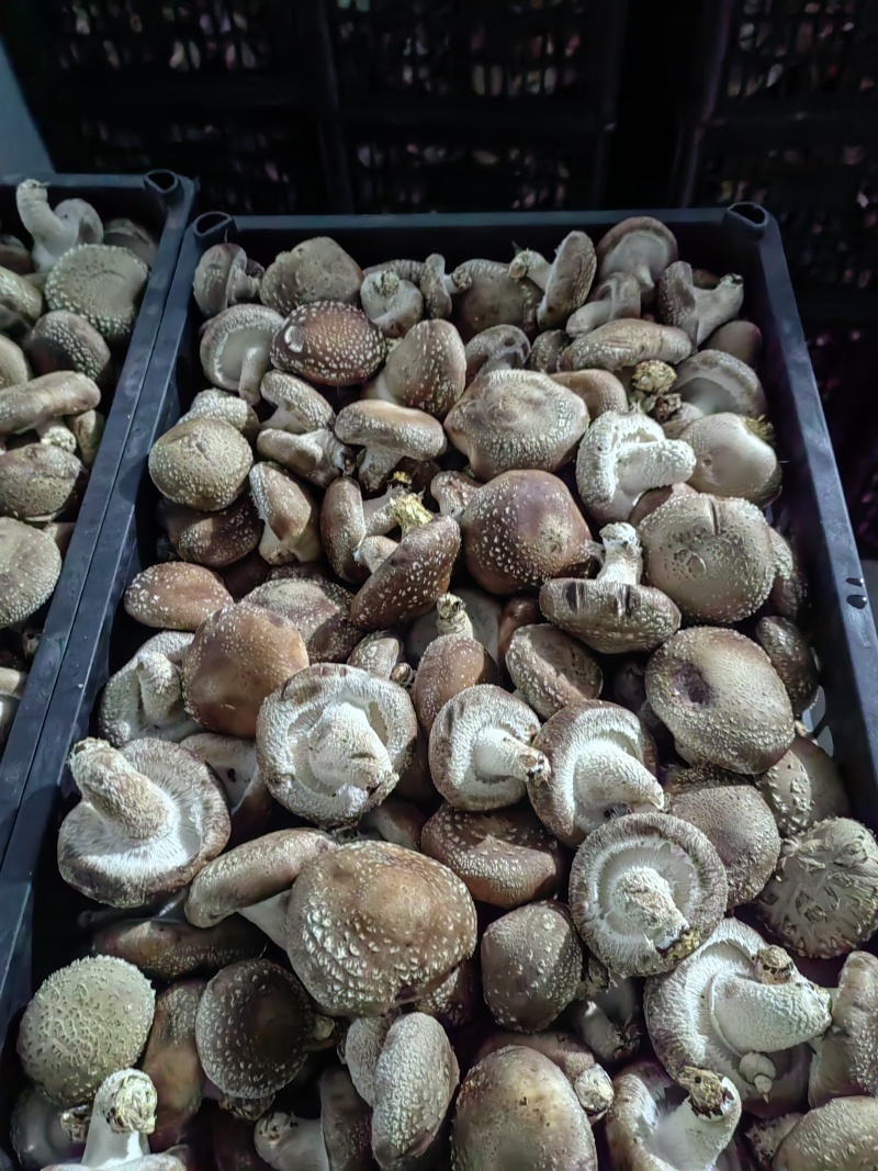 鲜香菇