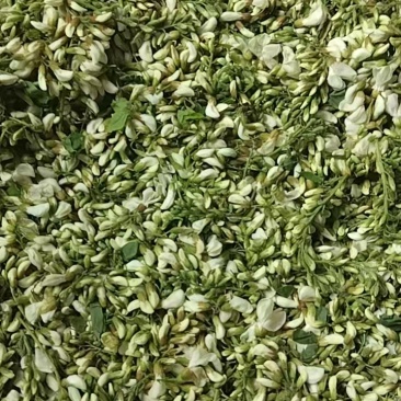 洋槐花新鲜洋槐花干洋槐花。当天新鲜洋槐花