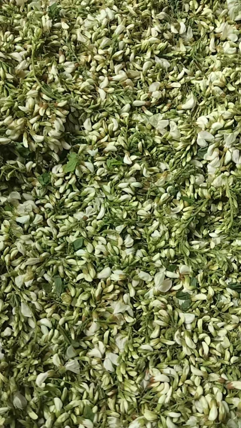 洋槐花新鲜洋槐花干洋槐花。当天新鲜洋槐花