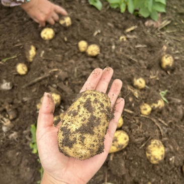 自家种植黄皮黄心土豆新鲜出土的土豆价格实惠