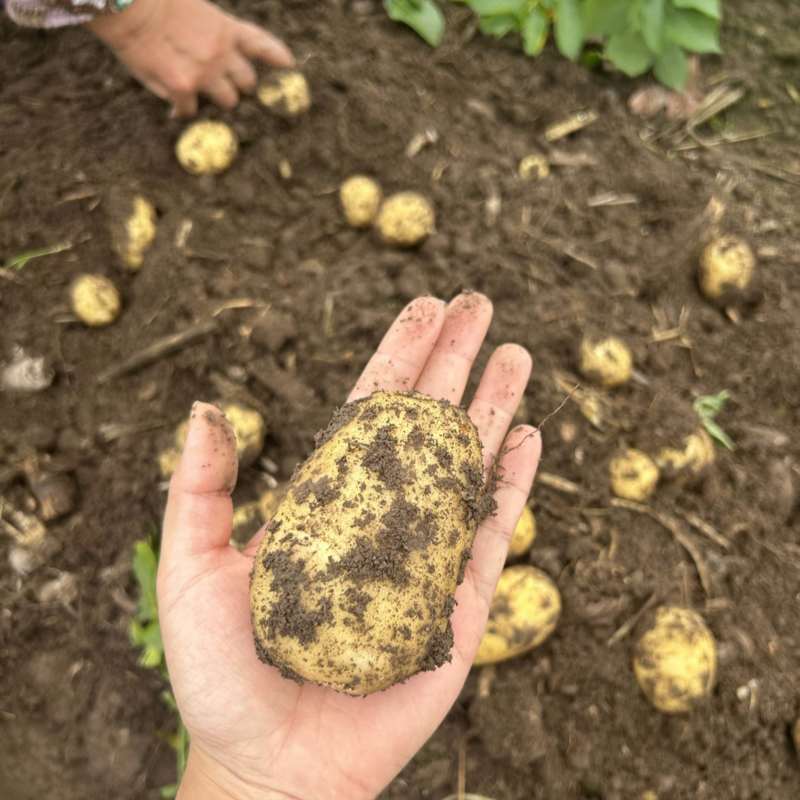 自家种植黄皮黄心土豆新鲜出土的土豆价格实惠