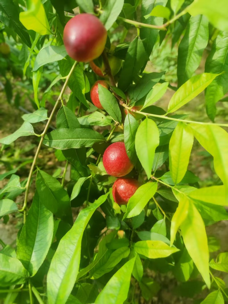 珍珠枣油桃8号大量上市现摘现发品质保证欢迎来电