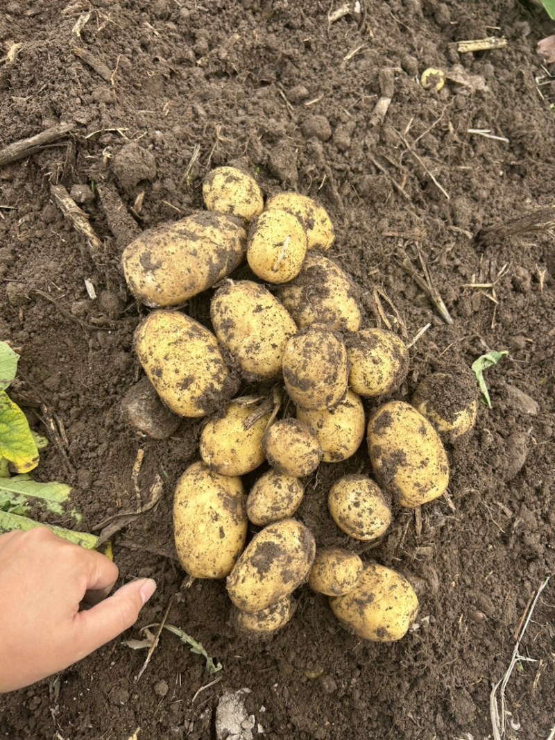 自家种植黄皮黄心土豆新鲜出土的土豆价格实惠