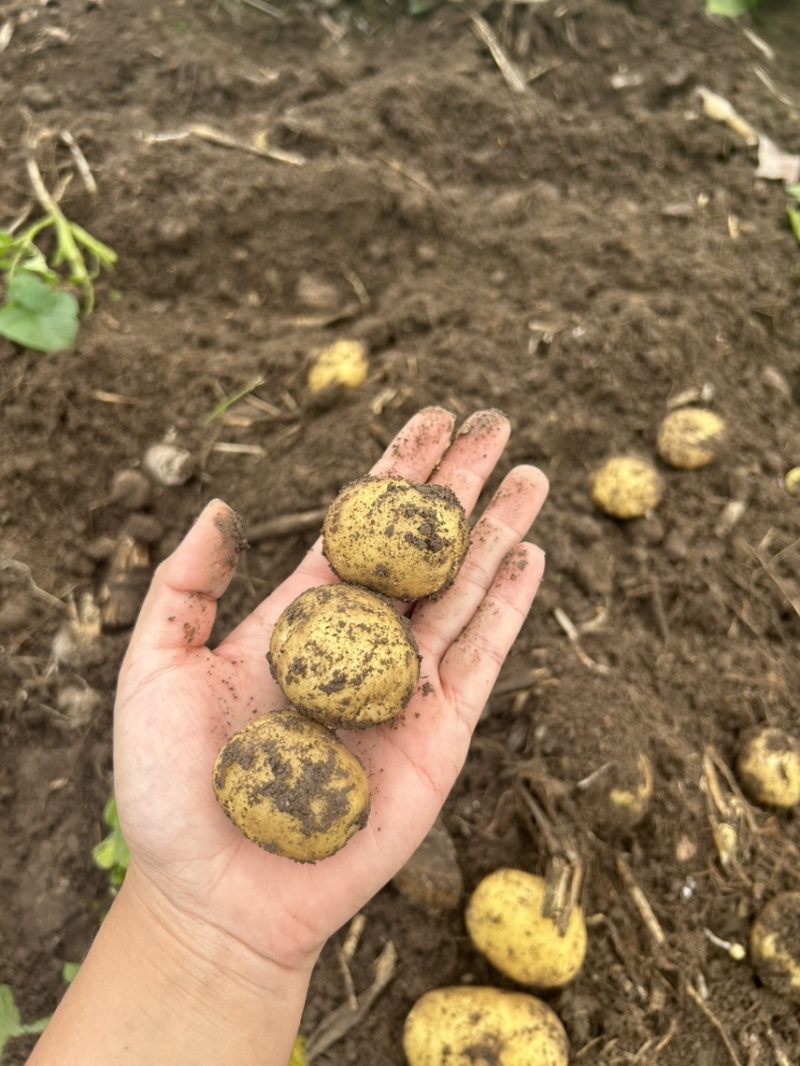 自家种植黄皮黄心土豆新鲜出土的土豆价格实惠