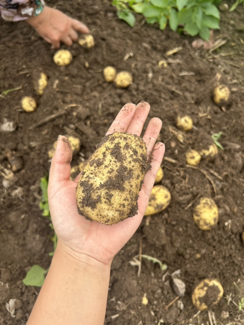 自家种植黄皮黄心土豆新鲜出土的土豆价格实惠