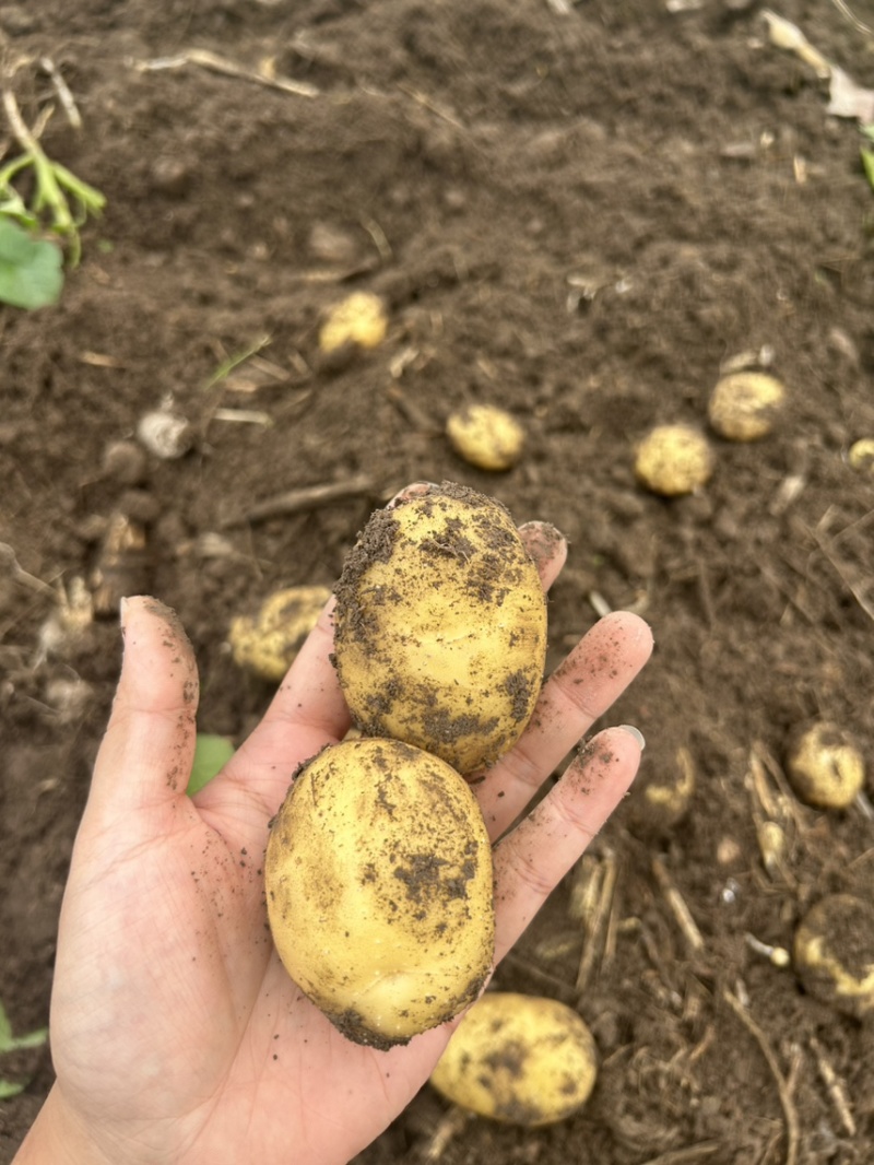 自家种植黄皮黄心土豆新鲜出土的土豆价格实惠