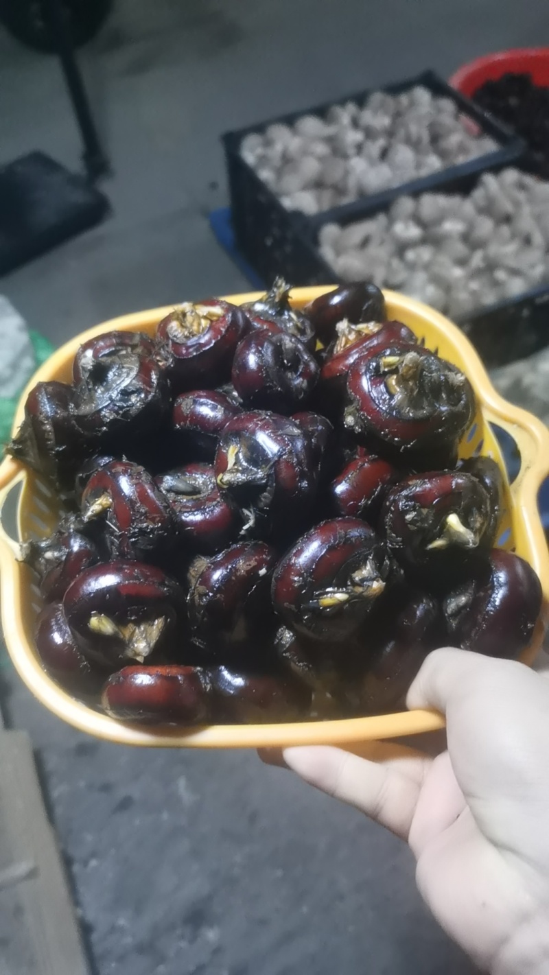 精品马蹄