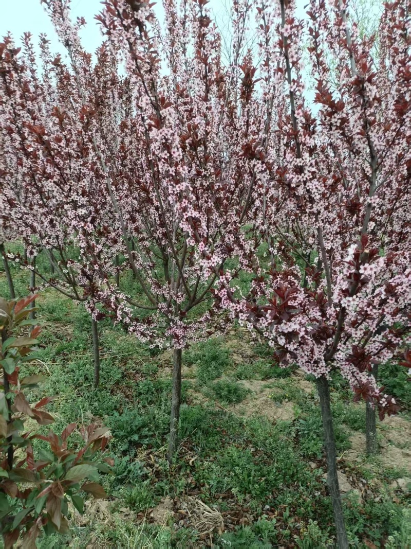 精品太阳李，基地自产自销/对接全国采购商