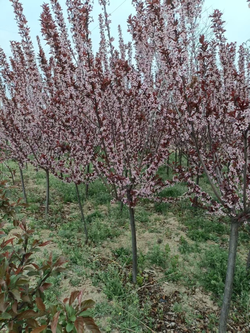 精品太阳李，基地自产自销/对接全国采购商