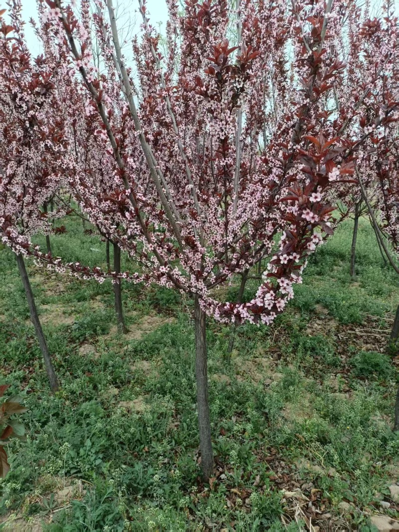 精品太阳李，基地自产自销/对接全国采购商