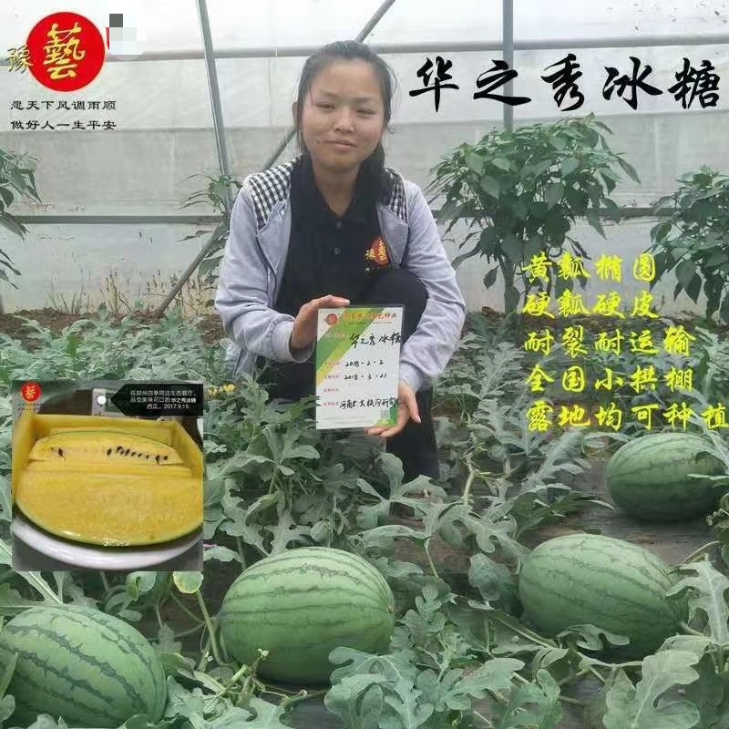 豫艺华之秀冰糖黄瓤西瓜种子椭圆形花皮黄肉礼品西瓜种籽脆甜