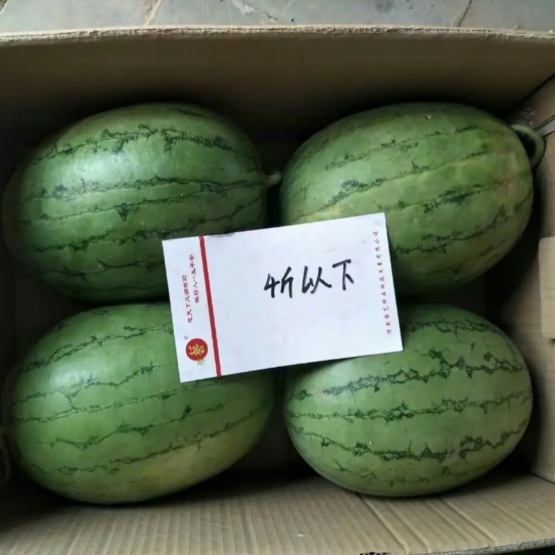 豫艺华之秀冰糖黄瓤西瓜种子椭圆形花皮黄肉礼品西瓜种籽脆甜