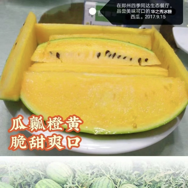 豫艺华之秀冰糖黄瓤西瓜种子椭圆形花皮黄肉礼品西瓜种籽脆甜