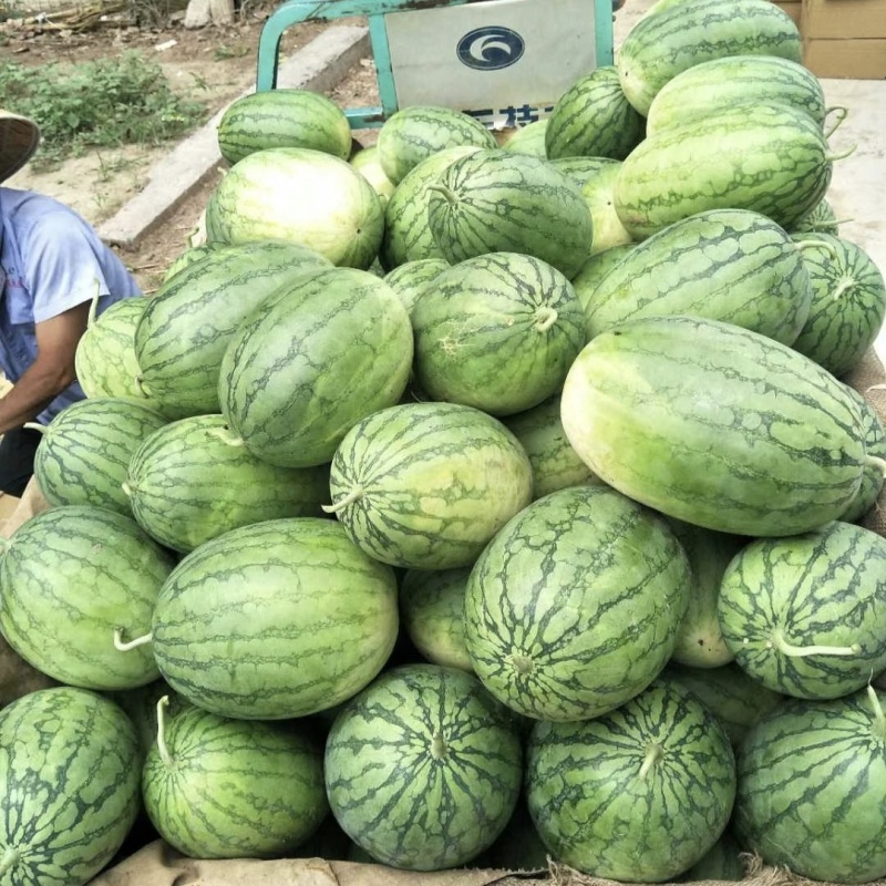 豫艺华之秀冰糖黄瓤西瓜种子椭圆形花皮黄肉礼品西瓜种籽脆甜