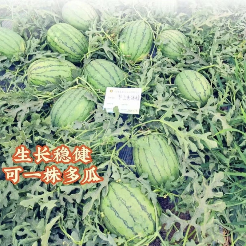 豫艺华之秀冰糖黄瓤西瓜种子椭圆形花皮黄肉礼品西瓜种籽脆甜