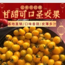 【山东】精品千禧贝贝阳光迷彩圣女果小柿应季上市合作社供货