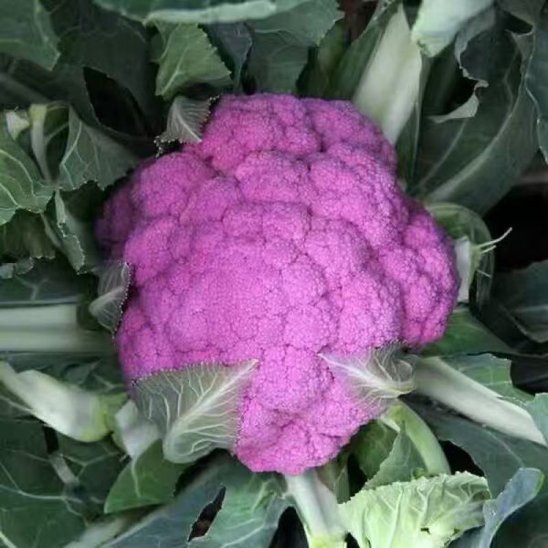 紫菜花