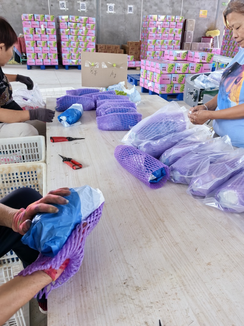 阳光玫瑰妮娜皇后产地代办提供场地设备落地配一件代发代加工