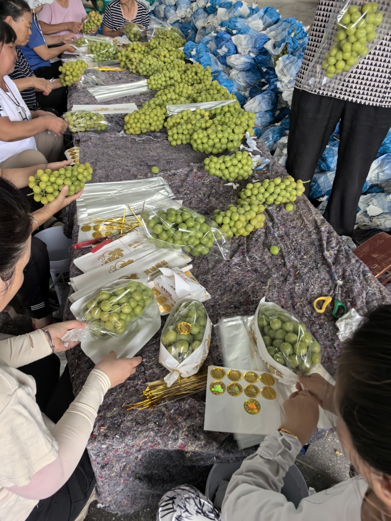 阳光玫瑰妮娜皇后产地代办提供场地设备落地配一件代发代加工