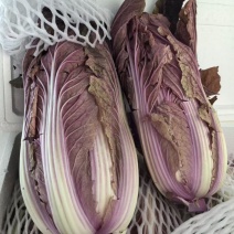 紫白菜
