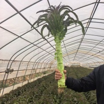 精品莴笋月底大量上市