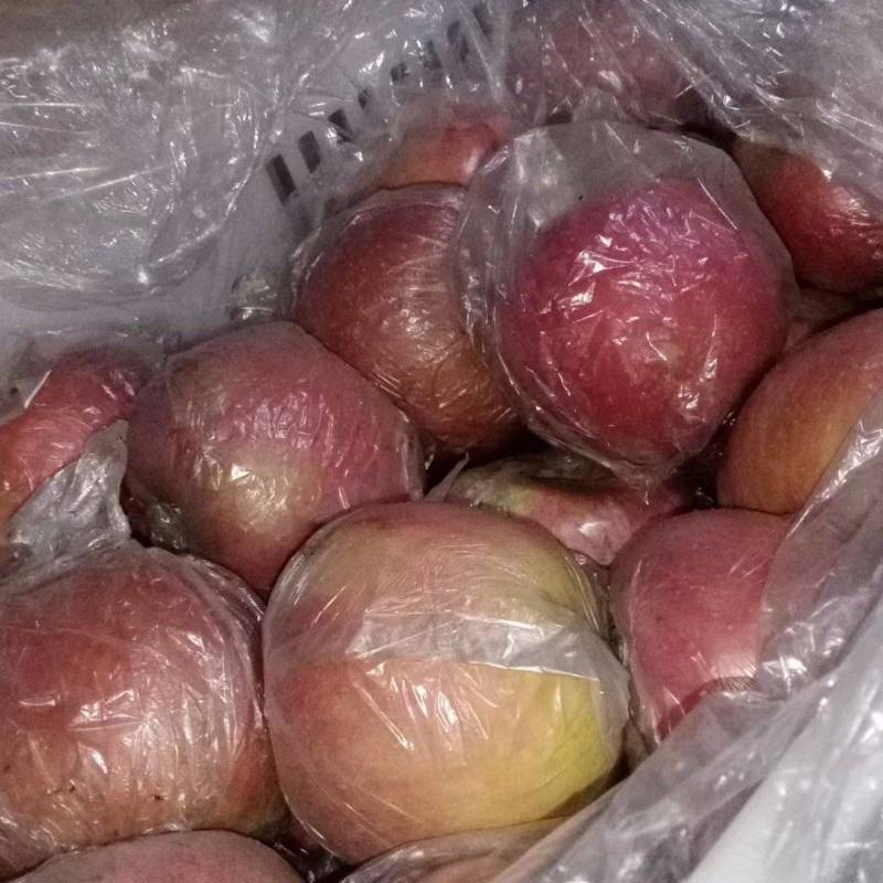 江苏徐州丰县大沙河红富士苹果