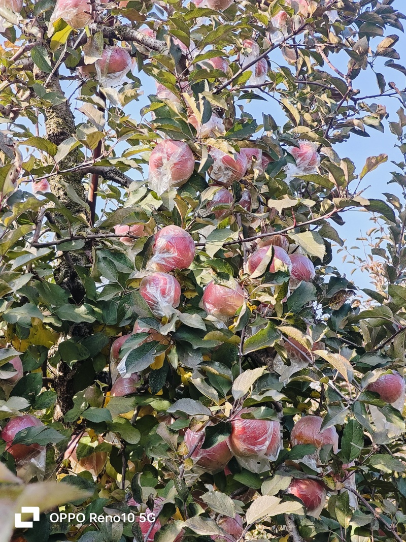 江苏徐州丰县大沙河红富士苹果