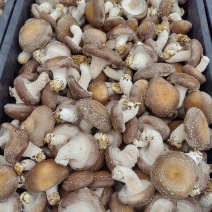 0912统货鲜香菇