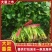 精品香菜，河北邯郸产地直发，全国发货，新鲜采摘量大从优