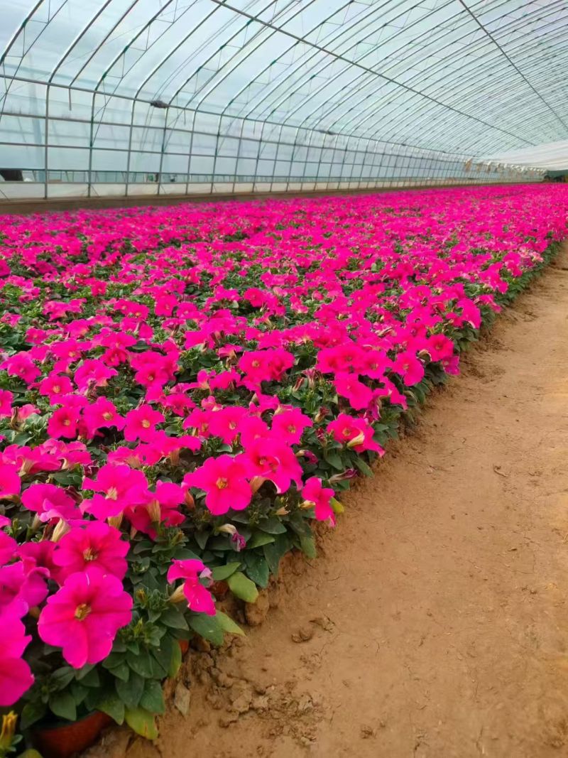 绿化苗木矮牵牛！基地批发！适合庭院花园小区绿化带种植观赏