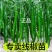 线椒苗可以出货啦喜欢的老板可以联系