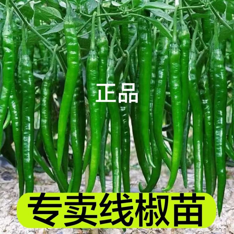 线椒苗可以出货啦喜欢的老板可以联系