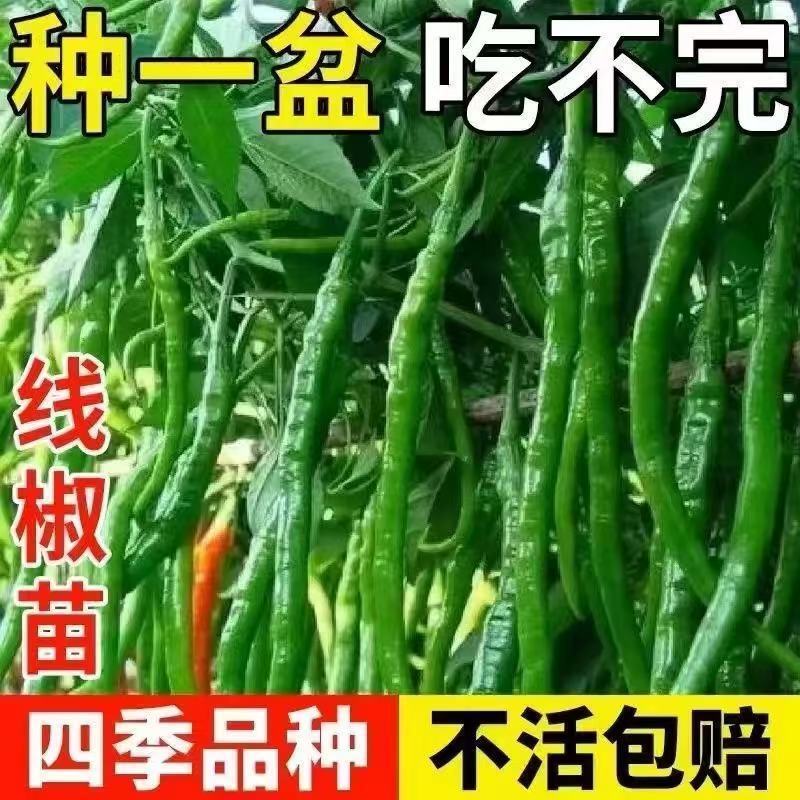 线椒苗可以出货啦喜欢的老板可以联系