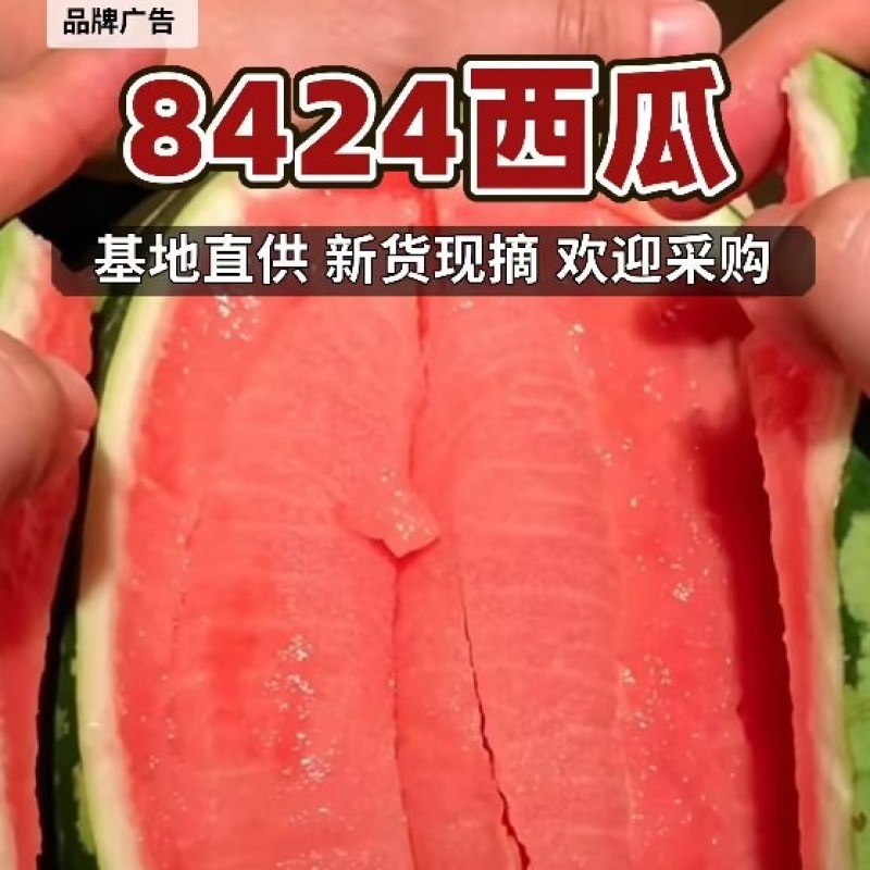 8424西瓜基地直供现摘现发可实地、视频看货欢迎采购