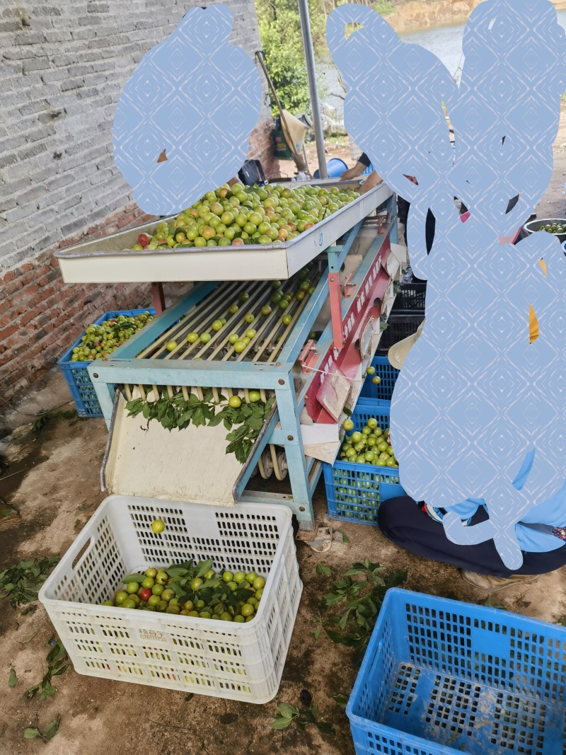 广东南雄青脆李子三月李电商果市场果有选果机有纸箱包装
