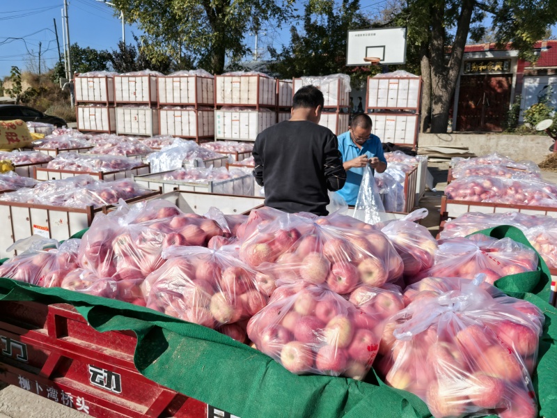 陕西红富士鲁丽嘎拉苹果产地代办代发落地配一件代发代加工