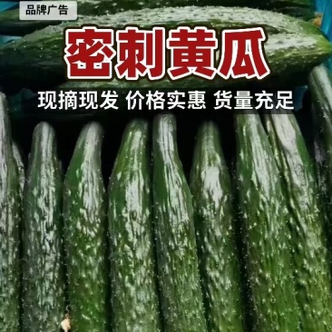 【热卖】密刺黄瓜产地直销量大质优价格优支持视频看货