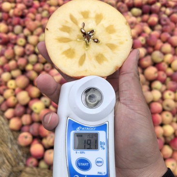 新疆阿克苏冰糖心苹果产地供应链落地配一件代发代加工