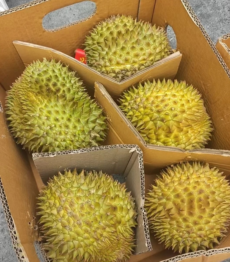 金枕榴莲一手批发价格，a果保5房，坏果包赔。