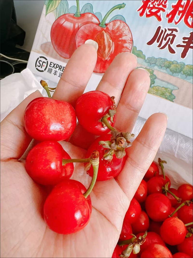 小红樱桃电商一件发货全平台24小时内揽收发货包时效