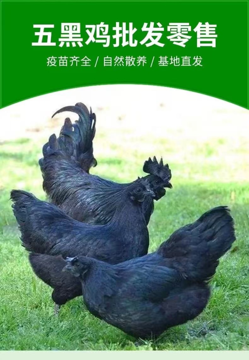 纯种五黑鸡苗绿壳蛋鸡苗黑乌鸡苗公母混合苗