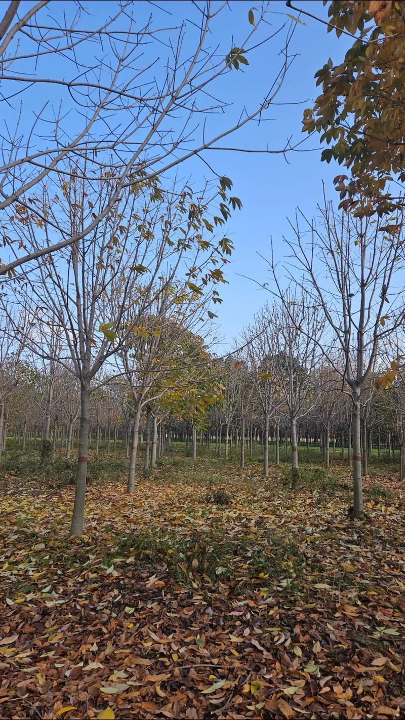 大量供应落叶乔木七叶树6公分至15公分七叶树
