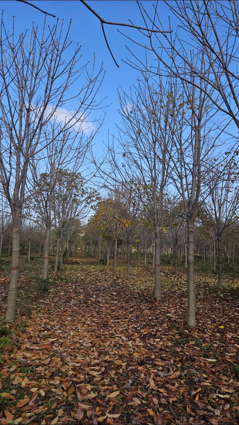 大量供应落叶乔木七叶树6公分至15公分七叶树