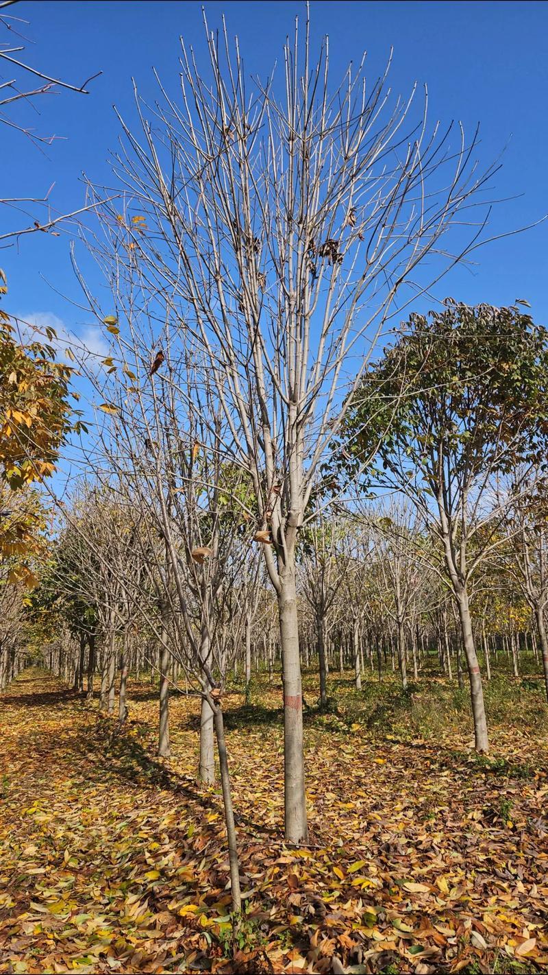 大量供应落叶乔木七叶树6公分至15公分七叶树