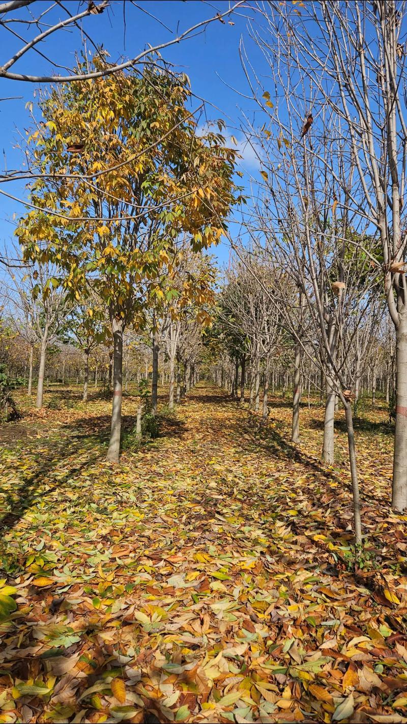 大量供应落叶乔木七叶树6公分至15公分七叶树