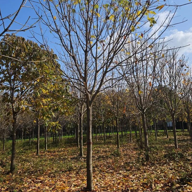 大量供应落叶乔木七叶树6公分至15公分七叶树