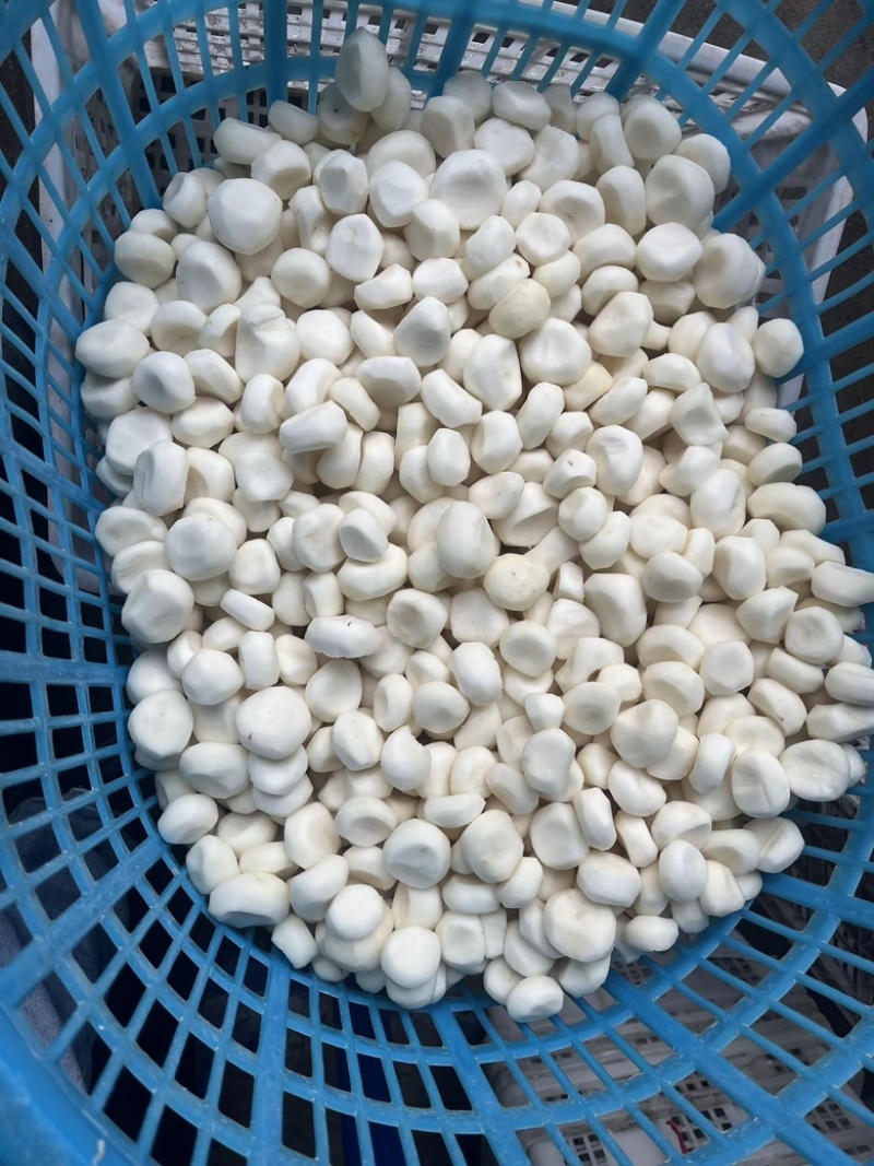 水果马蹄
